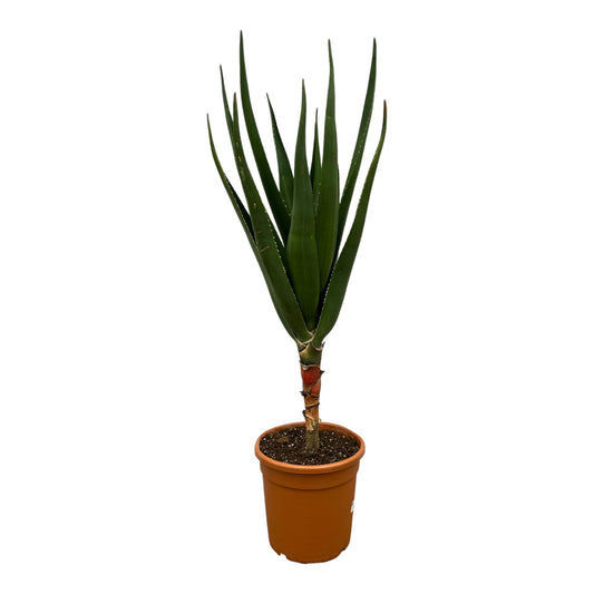 Baum-Aloe 160 cm – Exotische mediterrane Kübelpflanze