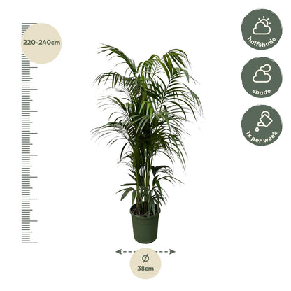 Kentia Palme 220 cm – Elegante, pflegeleichte Zimmerpflanze