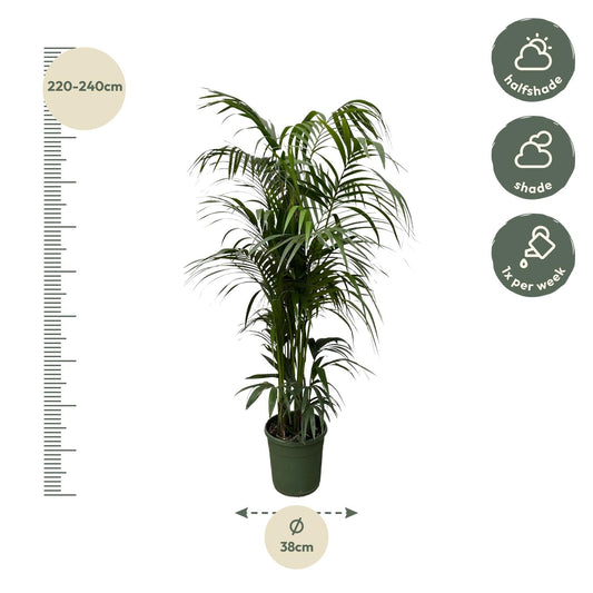 Kentia Palme 220 cm – Elegante, pflegeleichte Zimmerpflanze