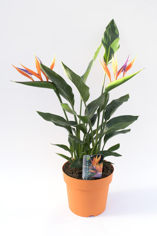 Strelitzia 4pp Met Kunstbloem -17 - Ø17cm - ↕40cm