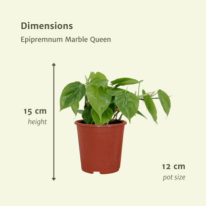 2x Philodendron Scandens - - 5cm - ø12
