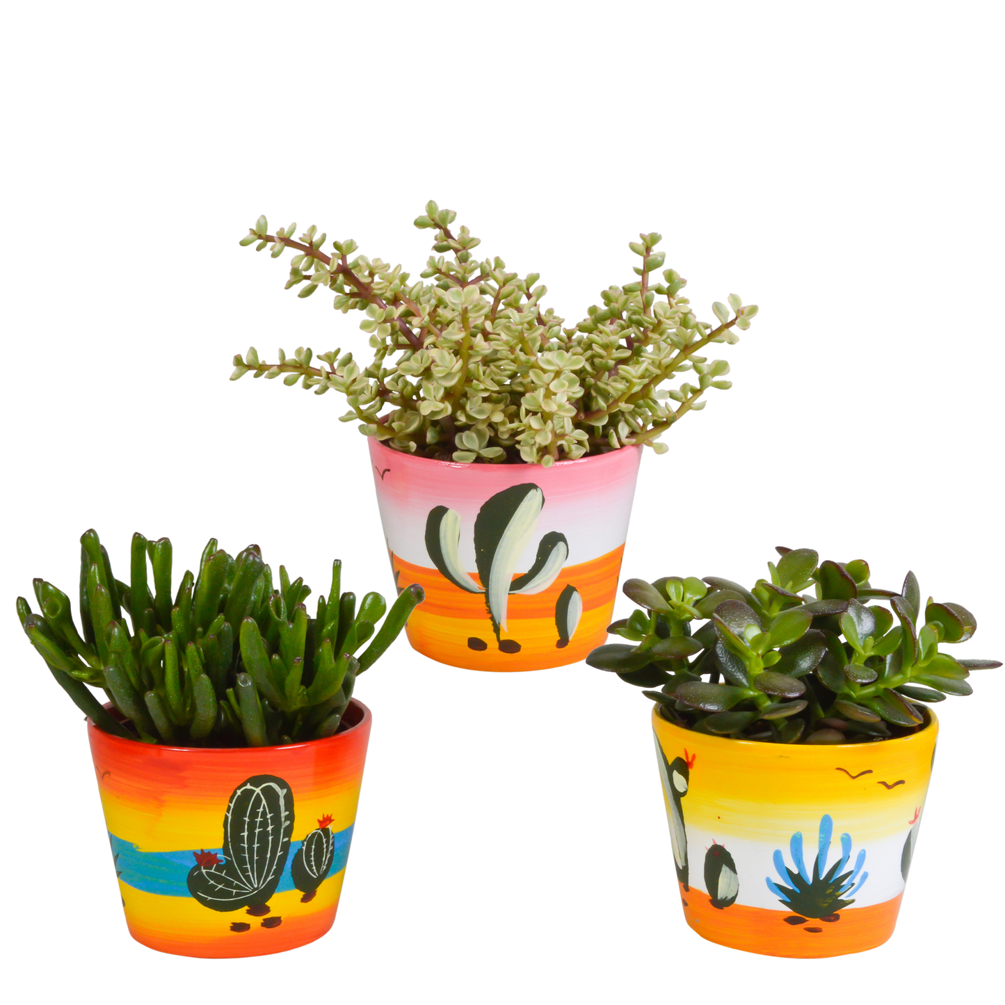 Dickblatt-Mix 3er Set im handbemalten Mexiko-Topf 10,5 cm