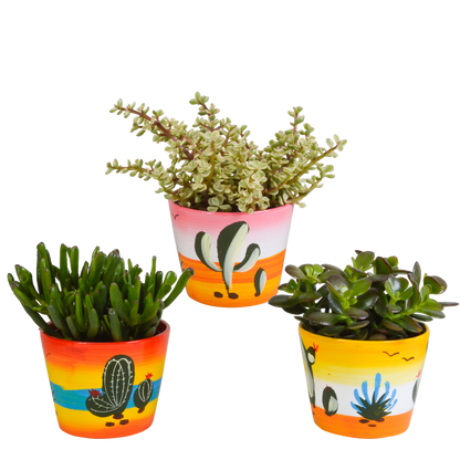 Dickblatt-Mix 3er Set im handbemalten Mexiko-Topf 10,5 cm