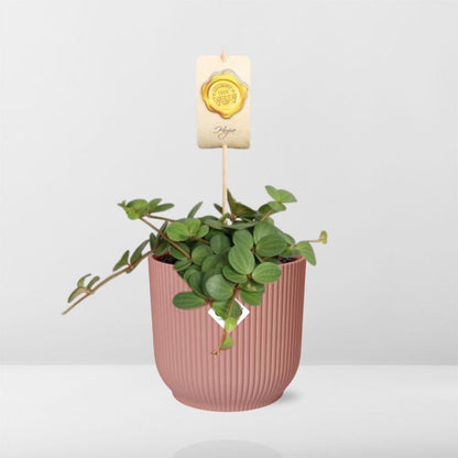 Peperomia ‘Hope’ in ELHO Vibes Fold 14cm roze