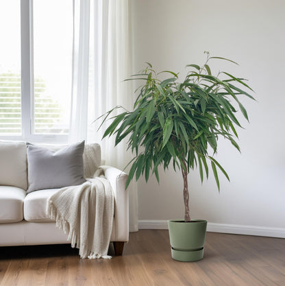 Ficus Mahori / Alii Gevlochten - Ø27cm - ↕110cm