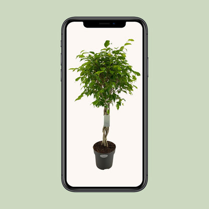Ficus Benjamina Exotica Geflechtstamm - Ø24cm - ↕100cm