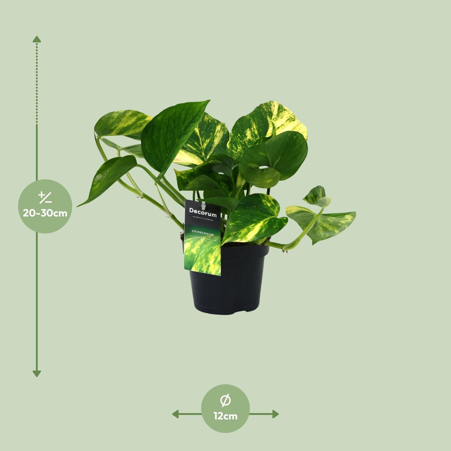 PROMO - Scindapsus (Epipremnum) Aureum - Ø12cm - ↕25cm