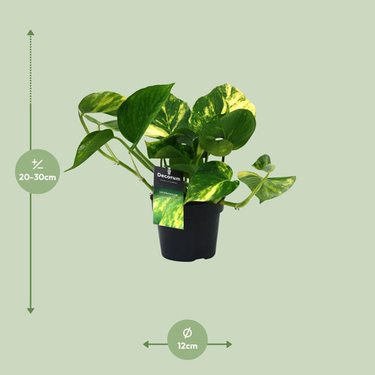 PROMO - Scindapsus (Epipremnum) Aureum - Ø12cm - ↕25cm