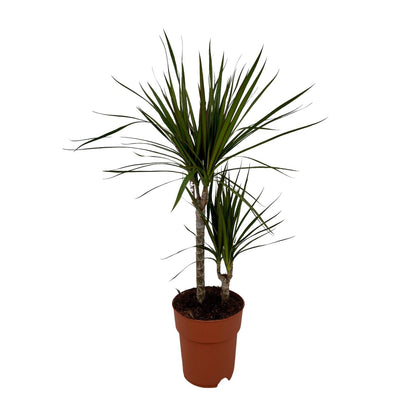 Dracaena Marginata Bicolor - Ø19cm - ↕70cm