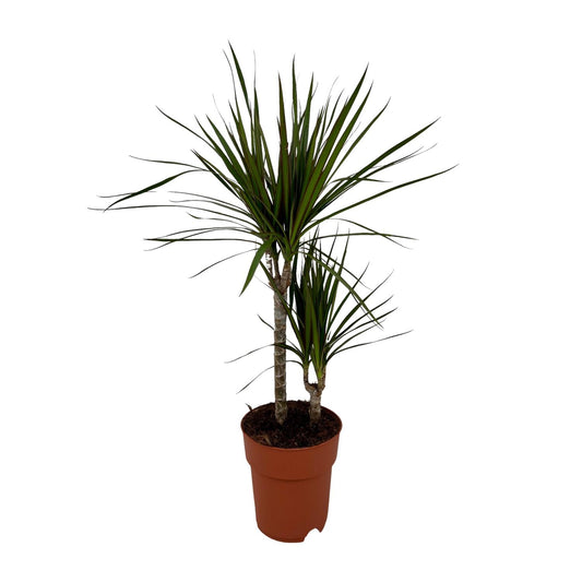 Dracaena Marginata Bicolor - Ø19cm - ↕70cm