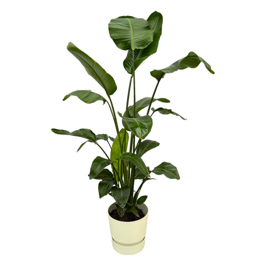 Weißer Paradiesvogel 160 cm – Strelitzia Nicolai im Topf
