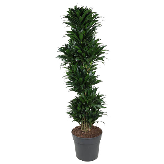 Drachenbaum Compacta – 170 cm pflegeleichte Zimmerpflanze