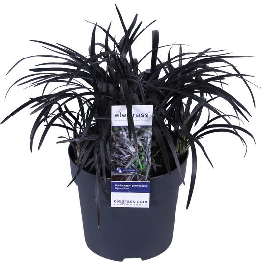 Ophiopogon planiscapus Nigrescens - Ø14cm - ↕30cm