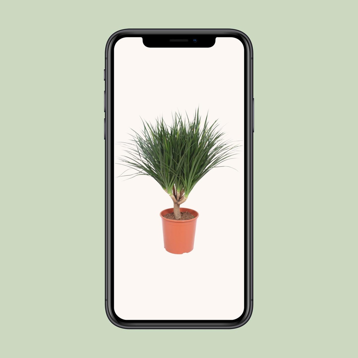 Dracaena Draco - Ø30cm - ↕110cm