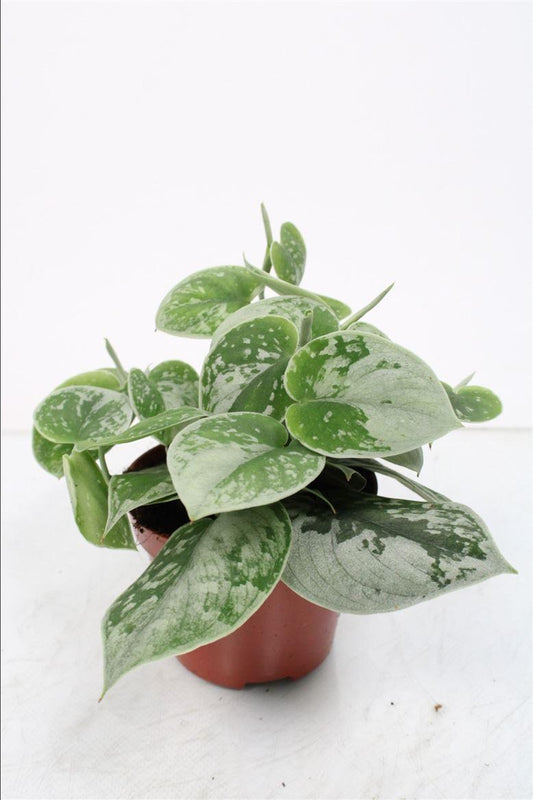 Scindapsus Silvery Ann - Ø11cm - ↕cm