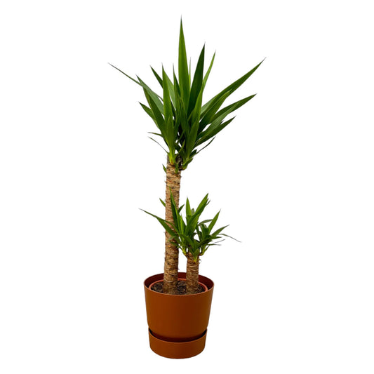 Elefantenfuß (Yucca elephantipes) 100 cm mit Elho Topf
