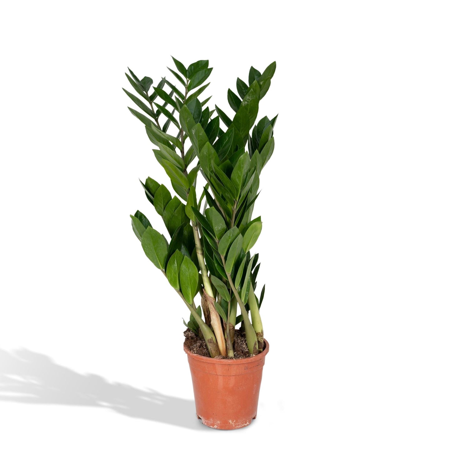 Zamioculcas Zamiifolia  - Ø17cm - ↕70cm