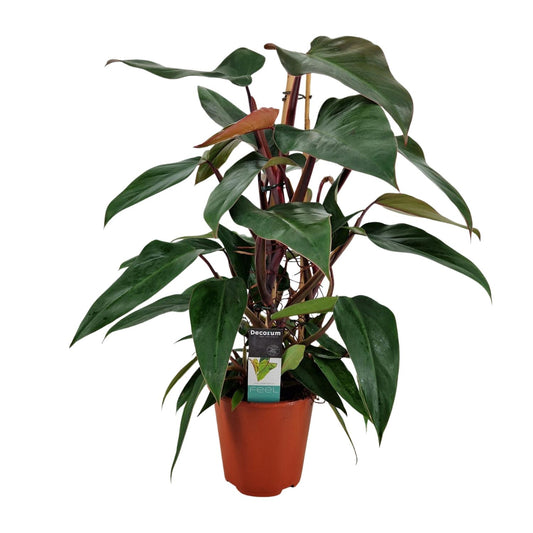 Philodendron New Red Pyramide - Ø19cm - ↕75cm