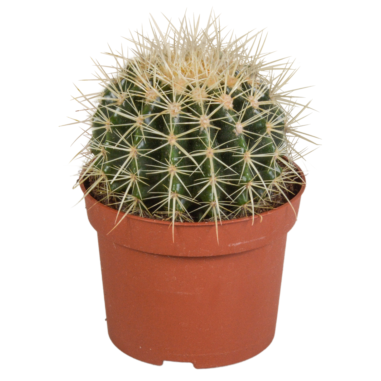 Schwiegermutterstuhl 12cm – Pflegeleichter Sonnenkaktus