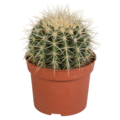 Schwiegermutterstuhl 12cm – Pflegeleichter Sonnenkaktus