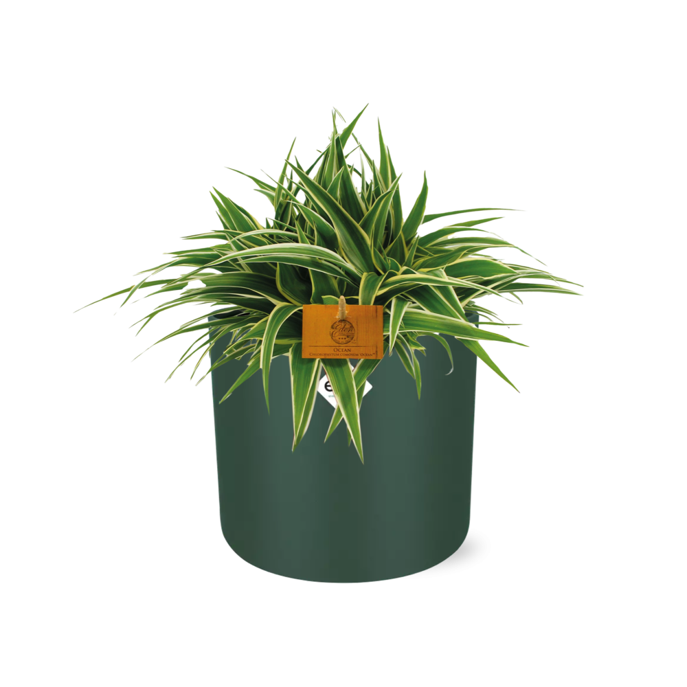 Chlorophytum Ocean 15cm in ELHO b. for soft rond 16cm leaf green