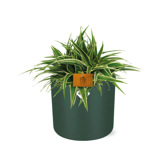 Chlorophytum Ocean 15cm in ELHO b. for soft rond 16cm leaf green