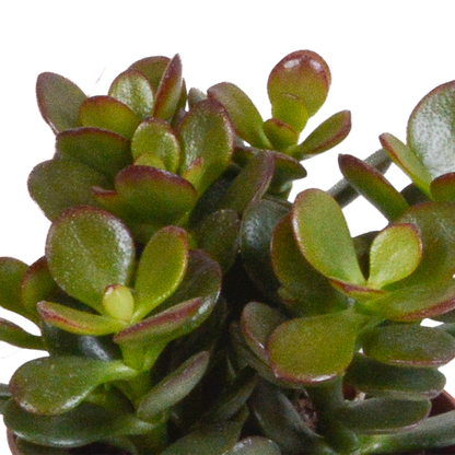 Dickblatt-Mix 3er Set – Pflegeleichte Sukkulenten 8,5 cm