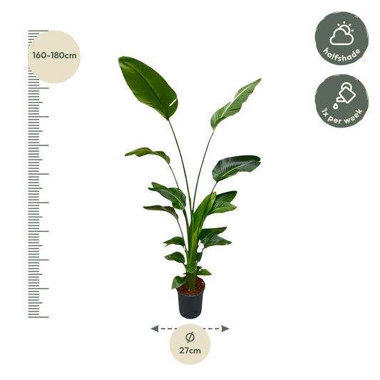 Weiße Paradiesvogelblume 170 cm – Exotische Zimmerpflanze