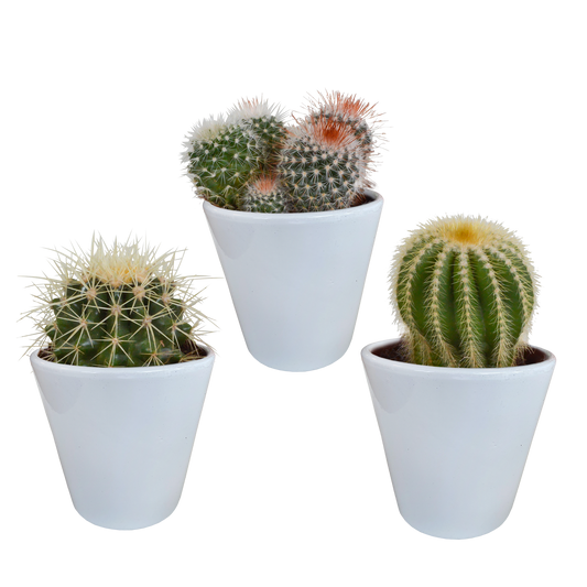Kugel-Kaktus Mix 8,5 cm – Stilvolles Sukkulenten Arrangement