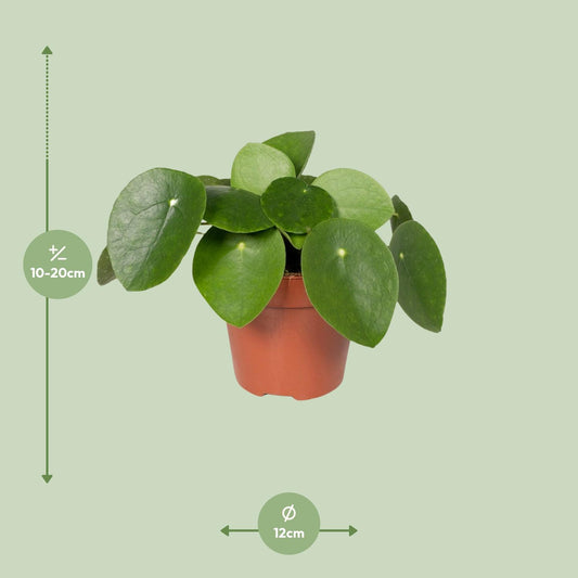 Pilea Peperomiodes - Pfannkuchenfabrik - Ø12cm - ↕20cm