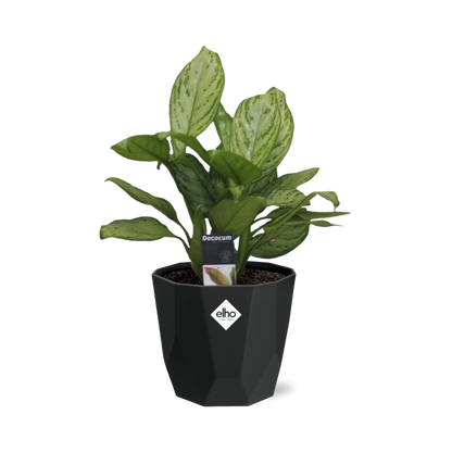 Aglaonema Christina in 14cm b.for rock living black