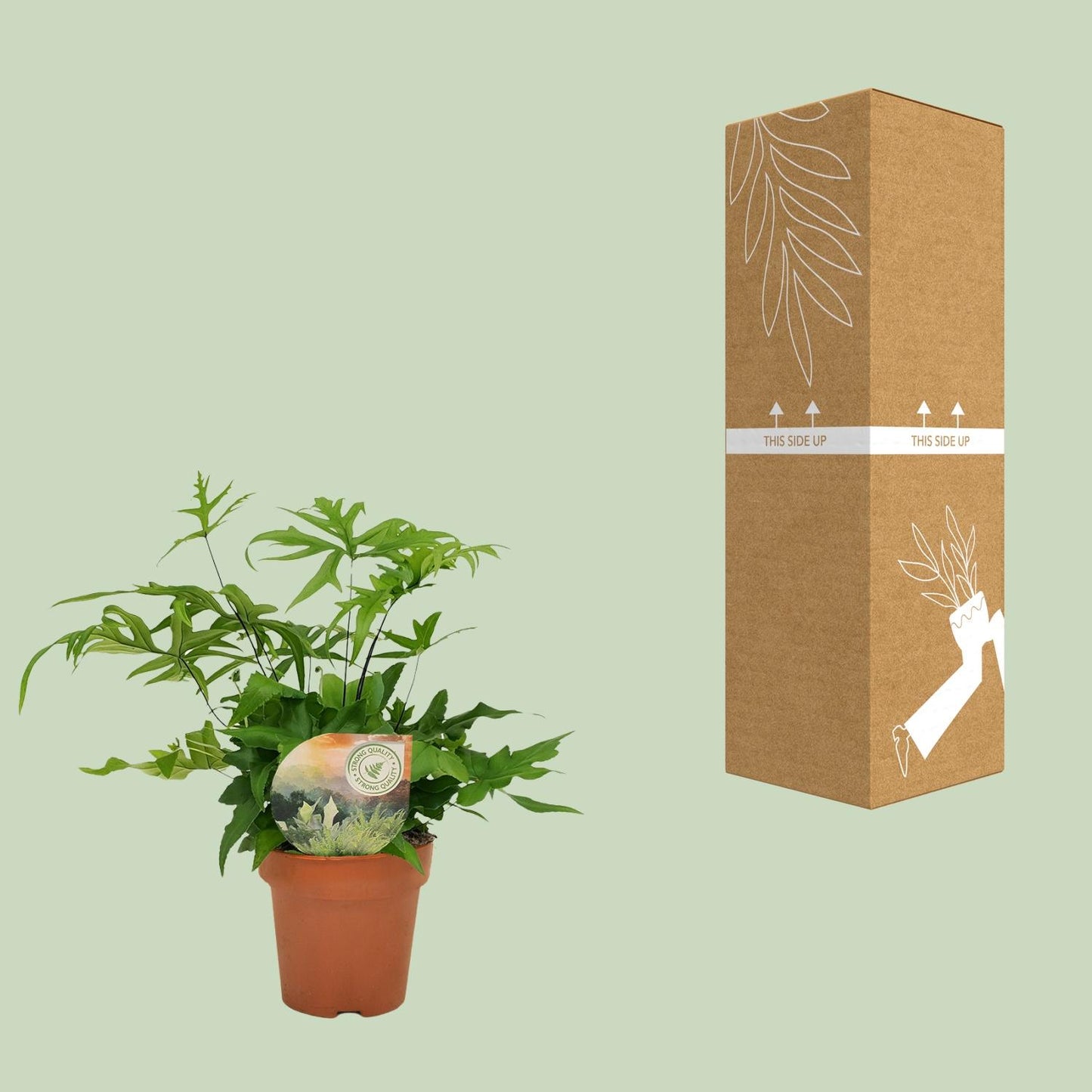 Doryopteris Pedata - Ø12cm - ↕35cm