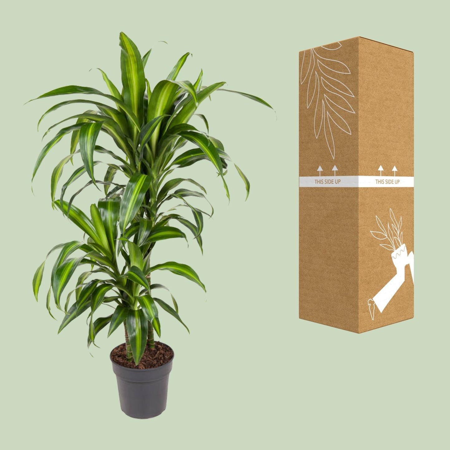 Dracaena Hawaiiana - Ø19cm - ↕90cm