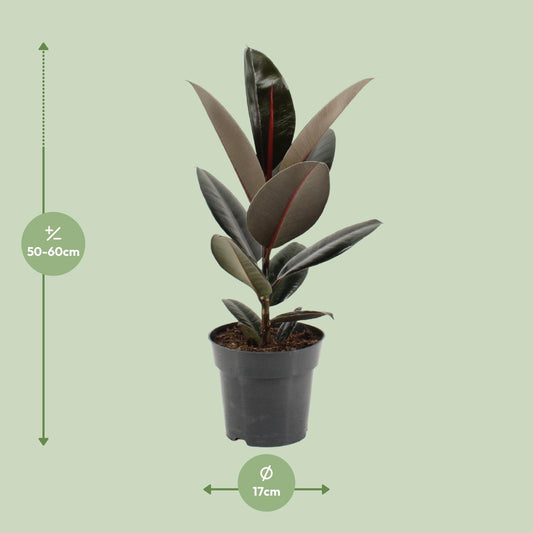 Ficus Elastica Abidjan - Ø17cm - ↕55cm