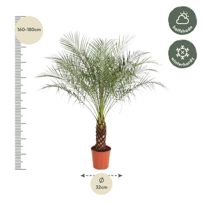 Zwerg-Dattelpalme 190 cm – Exotische Zimmerpflanze