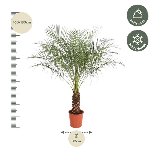 Zwerg-Dattelpalme 190 cm – Exotische Zimmerpflanze