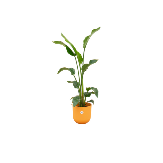 Baum-Strelitzie 100 cm – Exotische Paradiesvogelblume im Topf