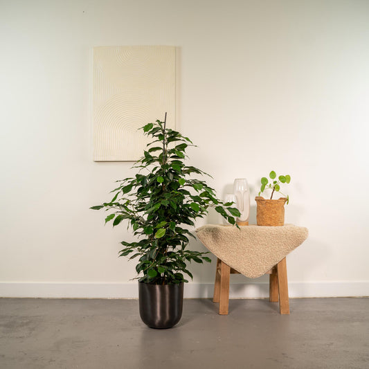 Ficus benjamina Danielle - Ø21cm - ↕95cm + Topf Mayk Lead