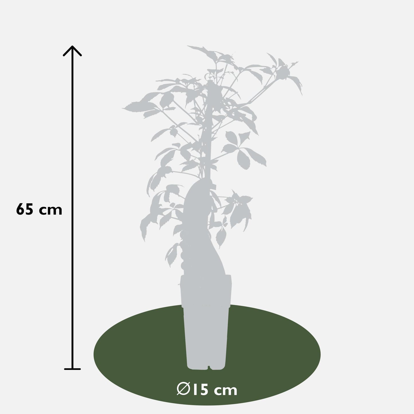 Parthenocissus henryana - Keilschwanzmakrele - Ø15cm - ↕65cm