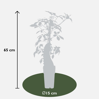 Parthenocissus henryana - Keilschwanzmakrele - Ø15cm - ↕65cm