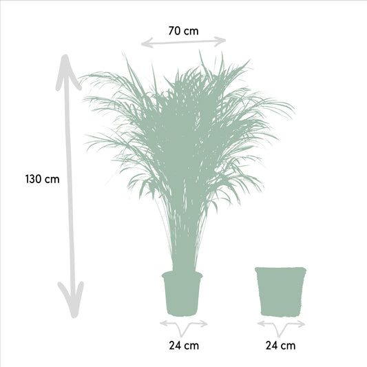 Goldfruchtpalme 130 cm im dekorativen Korb
