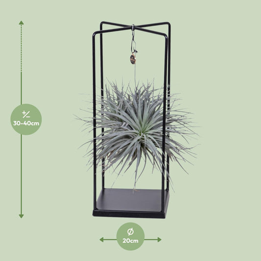 Tillandsia Mix 1 stuck  Ø20cm - ↕20cm