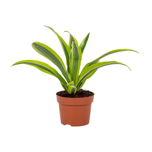 Dracaena Lemon Lime 12cm - Ø12cm - ↕27cm