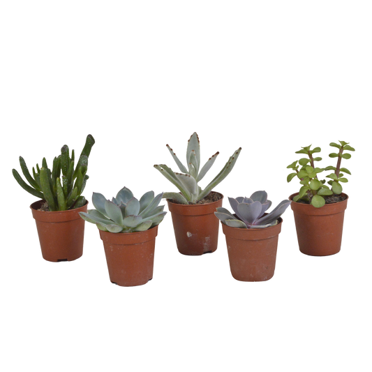 Sukkulenten Mix 5er Set – Pflegeleichte Mini Pflanzenvielfalt