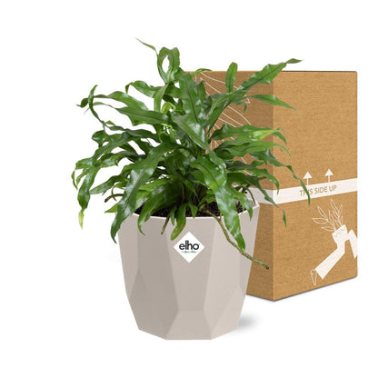Microsorum Diversifolium in ELHO b.for rock 14 cm warm grey