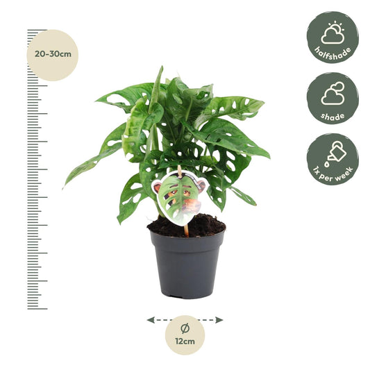 Monstera Monkey Leaf – Exotisches Fensterblatt 25 cm