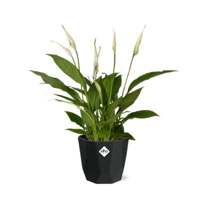 Spathiphyllum 12 Cm Torelli in 14cm b.for rock living black