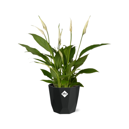 Spathiphyllum 12 Cm Torelli in 14cm b.for rock living black