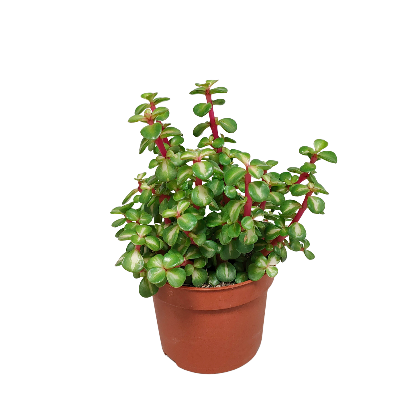 Portulacaria afra mediopicta 10,5cm - zonder pot