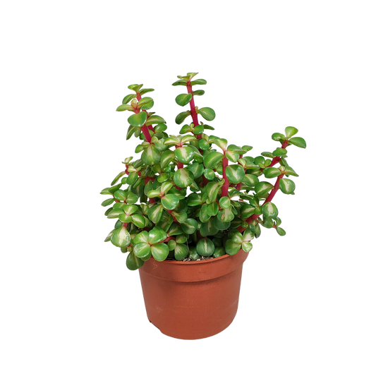 Portulacaria afra mediopicta 10,5cm - zonder pot